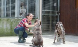 A secure future for boarding Kennels and Catteries