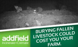 Burying fallen livestock could cost you your farm.