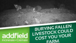Burying fallen livestock could cost you your farm.