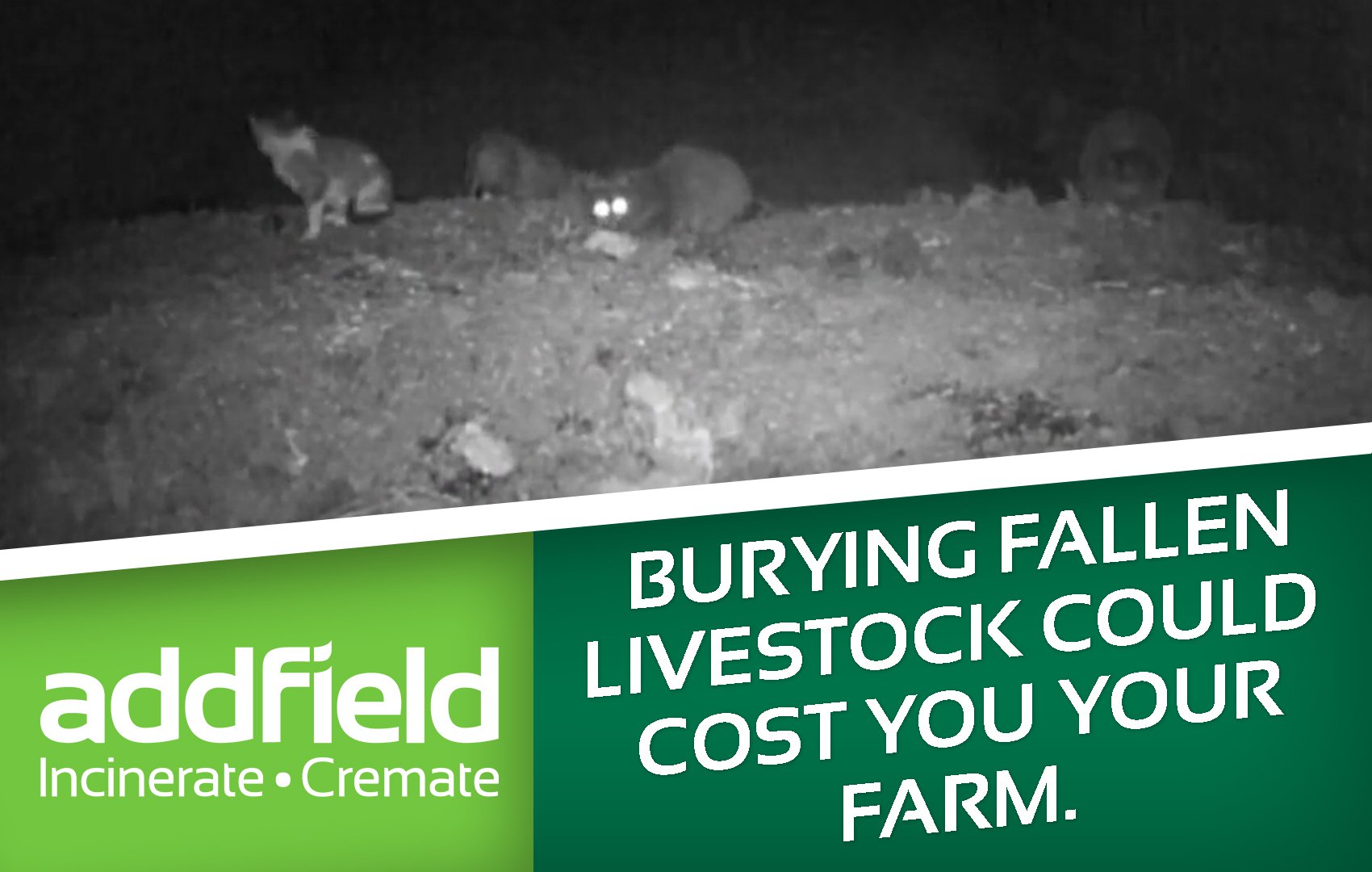 Burying fallen livestock could cost you your farm.