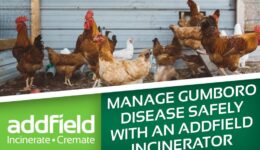 Gumboro Disease: Why On-Site Incineration Matters for Poultry Biosecurity