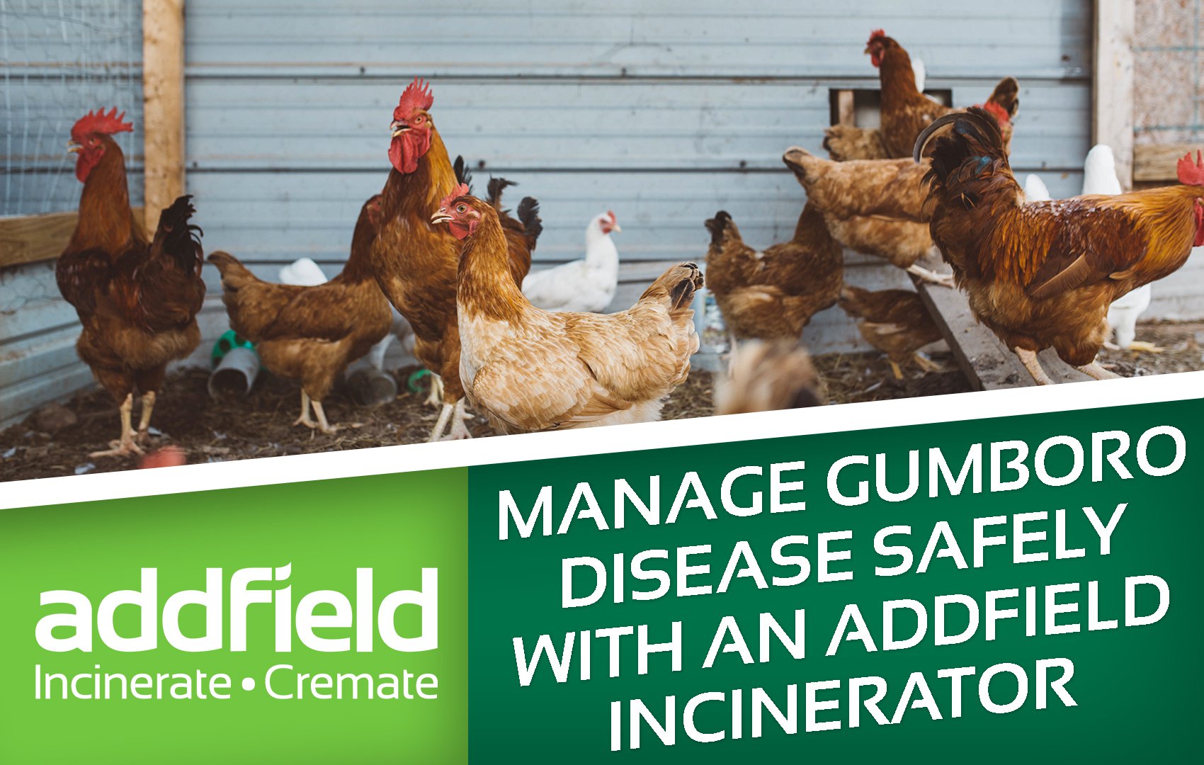 Gumboro Disease: Why On-Site Incineration Matters for Poultry Biosecurity